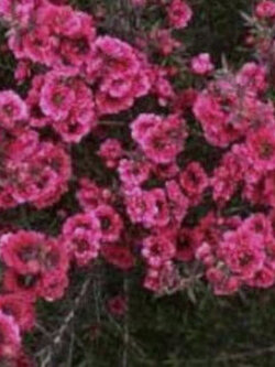 มานูก้า (Manuka) สีแดง ดอกซ้อน / 500 เม็ด (Australia)