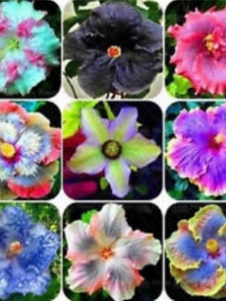 ชบาดอกยักษ์ (Giant Hibiscus) คละสี / 100 เม็ด (นอก)