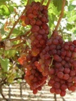 ต้นองุ่น เฟลม ชีดเลส (Flame Seedless) / ต้น