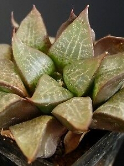 ฮาโวเทีย Haworthia emelyae / 100 เม็ด