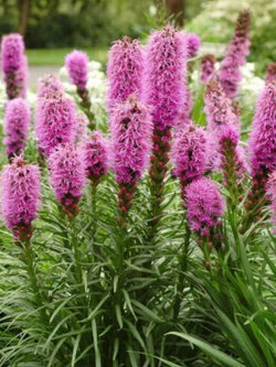 ไลอะทริส หรือลิอะทริส (Liatris Spicata / Gayfeather) สีม่วงอมชมพู / 500 เม็ด (UK)
