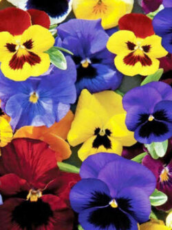 แพนซี สวิส ไจแอนท์ (Pansy - Swiss Giants) คละ / 300 เม็ด (UK)