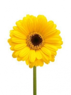 เยอบีร่า (Gerbera) สีเหลือง / 100 เม็ด