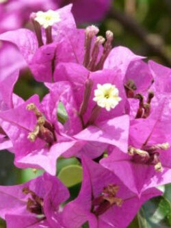 ต้นเฟื่องฟ้า สีชมพู สูง 30-40 ซ.ม. / ต้น