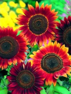 ทานตะวัน เรด ซัน (Red Sun Sunflower) สีแดงสด / 50 เม็ด (UK)