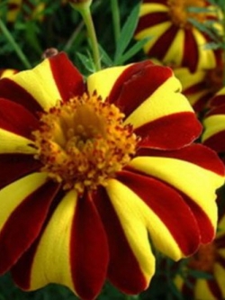 ดาวเรือง สีเหลือง-แดง / 50 เม็ด (Ukraine)