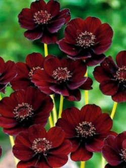 ดาวกระจาย ช็อคโกแลต (Chocolate Cosmos) / 100 เม็ด (China)