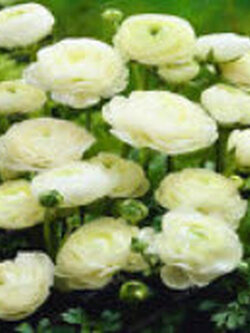 รานังคูลัส หรือบัทเตอร์คัพ (Ranunculus / Buttercup) สีขาว / 100 เม็ด