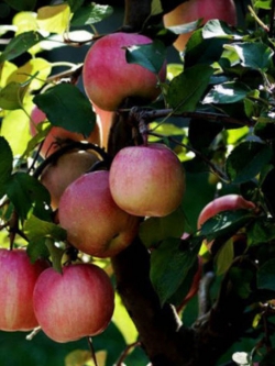 แอปเปิ้ลแคระ (บอนไซ) / 20 เม็ด