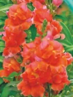 ดอกลิ้นมังกร (Snapdragon) ดอกใหญ่ สีส้ม ต้นสูง / 2,000 เม็ด (Ukraine)