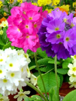 พริมโรส ดรัมสติ๊ค (Primrose Drumstick) คละ / 450 เม็ด (UK)