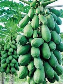 มะละกอ ขอนแก่น 80 / 10 เม็ด (P2S)