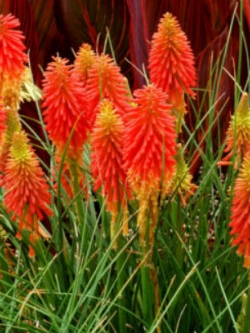 นิโฟเฟียร์ (Kniphofia) หรือ Red Hot Poker / 150 เม็ด (UK)