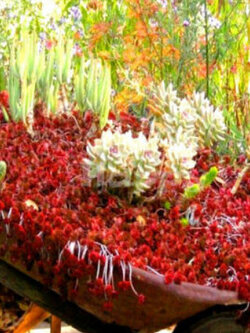 ซีดัม (Sedum / spurium coccineum) สีแดง / 250 เม็ด (UK)