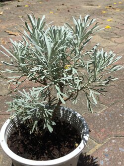 ต้นเบญจมาศเงิน หรือมังกรเงิน กระถาง 6 นิ้ว / ต้น