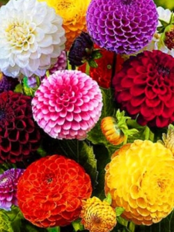 ดาห์เลียปิงปอง (Dahlia Pompons) ซ้อน คละ / 130 เม็ด (UK)