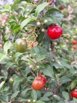 ต้นเชอรี่เตี้ย สูง 30-50 ซม. / ต้น