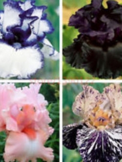 ไอริส (Bearded Iris) คละ / 50 เม็ด