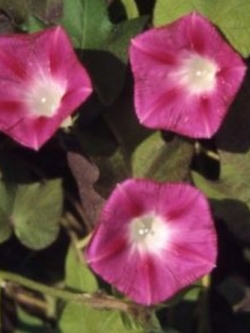 มอนิ่ง กลอรี่ (Morning glory - Crimson Ramber) สีแดงเข้ม / 25 เม็ด (USA)