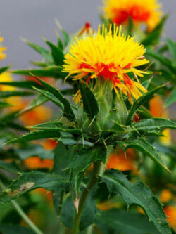 คำฝอย (Saffron Thistle) / 40 เม็ด (UK)