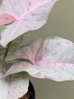 ต้นออมชมพู พิ้งค์ สป็อท (Pink Spot Syngonium) กระถาง 8 นิ้ว