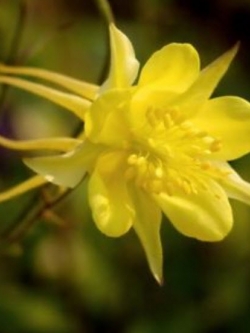 โคลัมบายน์ (Columbine) สีเหลือง / 50 เม็ด
