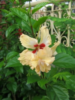 ต้นชบาดอกซ้อน ดอกสีส้ม สูง 40-60 ซ.ม. / ต้น