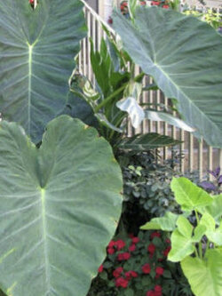 บอนหูช้าง (Colocasia gigantea) / 5 เม็ด (France)*
