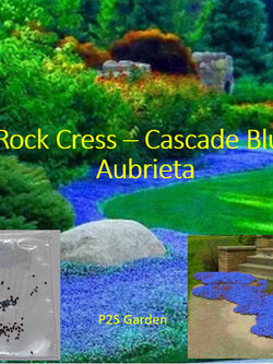 ร็อคคริส หรือ เออเบอเทีย (Rock Cress / Aubretia) สีน้ำเงิน หายาก / 50 เม็ด (USA)
