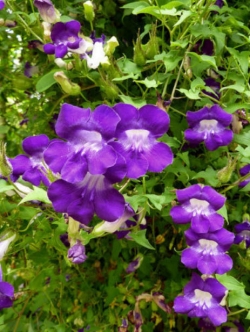 ลิ้นมังกรเลื้อย (Twinning Snapdragon) / 10 เม็ด (UK)