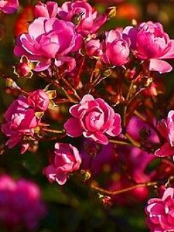 ด็อก โรส (Dog Rose) / 30 เม็ด (UK)