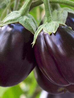 มะเขือยักษ์สีม่วง มะเขือยักษ์ม่วง มะเขือเปราะยักษ์ / 30 เม็ด (P2S)