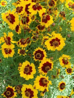 บานชื่นเลื้อย (Creeping Sanvitalia) สีเหลือง / ซอง 30 เม็ด (A226)