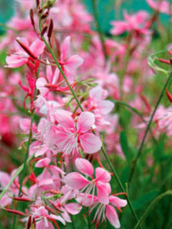 หญ้าฟรุ้งฟริ้ง สีกุหลาบ (Gaura rosy-white) / 20 เม็ด (UK)