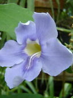 สร้อยอินทนิล (Bengal Trumpet) / 10 เม็ด (Hungary)