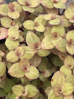 ต้นริบบิ้นชาลี ใบทอง กระถาง 4 นิ้ว