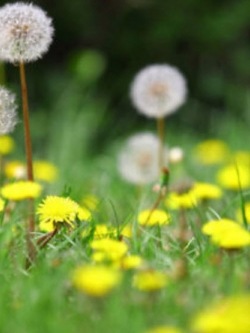 แดนดิไลออน (Dandelion) คละ / 1,000 เม็ด (โปรฯ)