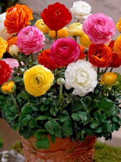 รานังคูลัส หรือบัทเตอร์คัพ (Ranunculus / Buttercup) คละ / 50 เม็ด