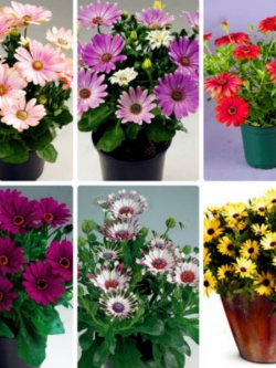 เดซีบอนไซ (Daisy / Osteospermum Flores Bonsai) คละ / 50 เม็ด
