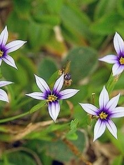 หญ้าบลูอาย (Blue-eyed Grass) สีขาว / 10 เม็ด (USA)