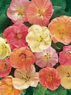 ชบาโคม (Flowering Maple) คละ / 50 เม็ด (USA)