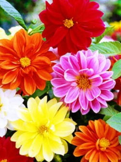 ดาห์เลีย (Dahlia - Dwarf Unwins) / 250 เม็ด (UK)