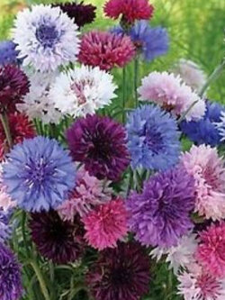 คอร์นฟลาวเวอร์ (Centaurea cyanus Terry) คละ / 100 เม็ด (Ukraine)*