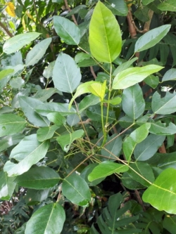 ต้นทองหลาง (Indian Coral Tree) ถุงดำ สูง 30 ซ.ม. ขึ้นไป / ต้น