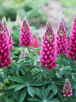 ลูพิน สีชมพู (Pink Lupin) / ซอง 15 เม็ด (A238)