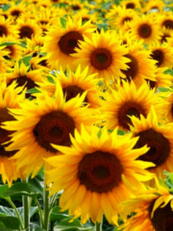 ทานตะวันยักษ์ แมมมอธ เกรย์ (Mammoth Grey) / 20 เม็ด (Greece)