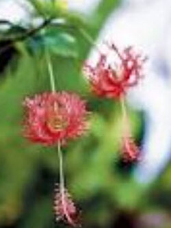 ต้นพู่ระหง ดอกฝอย กระถาง 8-10 นิ้ว สูง 40-60 ซ.ม.