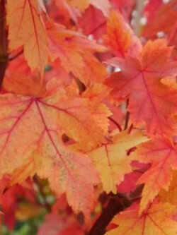 เมเปิ้ลอเมริกัน ออทั่ม เบลซ (Autumn Blaze) / 20 เม็ด