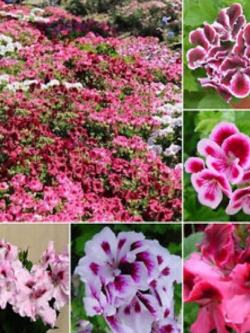 เจอราเนียม (Geranium) คละ 7 สี / 35 เม็ด