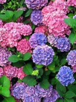 ไฮเดรนเยีย (Hydrangea) ม่วง-ชมพู / 10 เม็ด